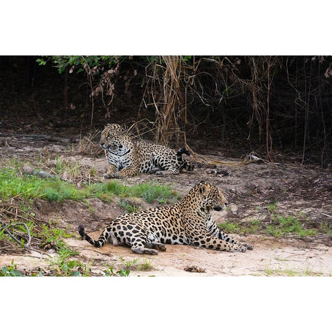 A pair of mating jaguars-Panthera onca-resting on the beach Black Modern Wood Framed Art Print with Double Matting by Pitamitz, Sergio