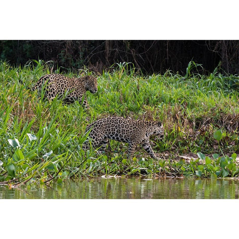 Jaguar-Pantanal-Mato Grosso-Brazil White Modern Wood Framed Art Print by Pitamitz, Sergio