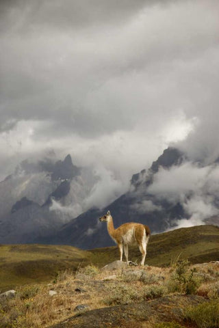 Chile, Torres del Paine NP A spotlighted Guanaco Black Ornate Wood Framed Art Print with Double Matting by Grall, Don