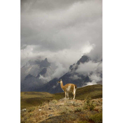 Chile, Torres del Paine NP A spotlighted Guanaco White Modern Wood Framed Art Print by Grall, Don