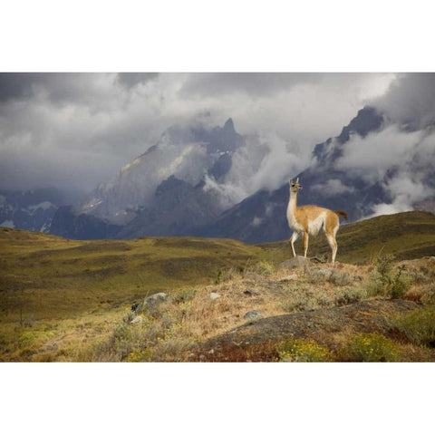 Chile, Torres del Paine NP A spotlighted Guanaco Black Modern Wood Framed Art Print by Grall, Don