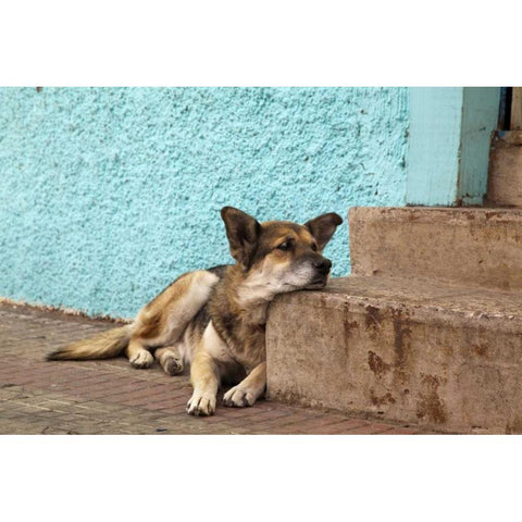 Chile, Valparaiso German shepherd resting Gold Ornate Wood Framed Art Print with Double Matting by Kaveney, Wendy