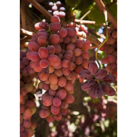 Chile, Colchagua Red grapes on the vine Black Modern Wood Framed Art Print by Kaveney, Wendy