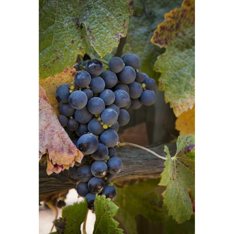 Chile, Purple grapes on the vine Black Modern Wood Framed Art Print by Kaveney, Wendy