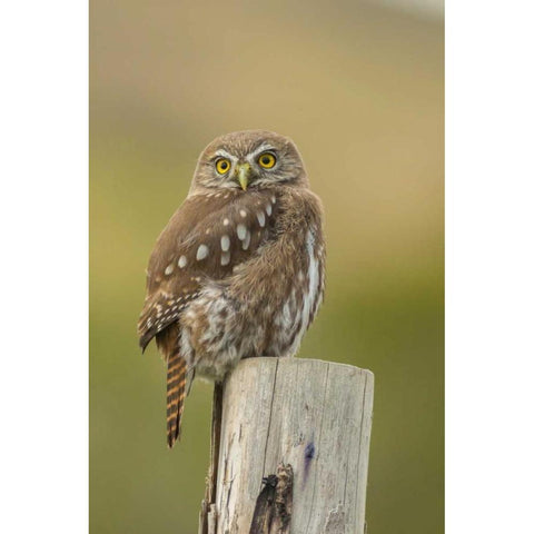 Chile, Torres del Paine NP Austral pygmy owl Gold Ornate Wood Framed Art Print with Double Matting by Illg, Cathy and Gordon
