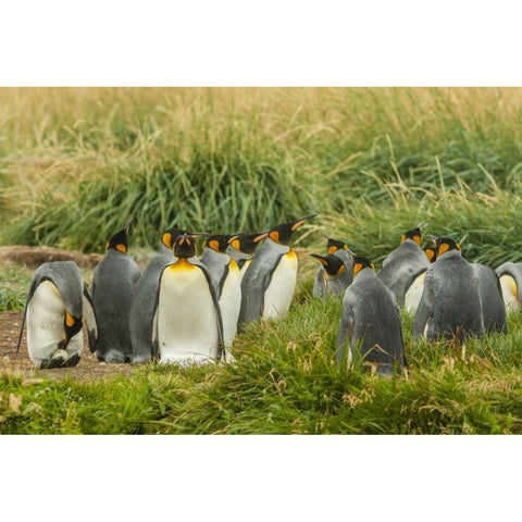 Chile, Tierra del Fuego King penguin colony Black Modern Wood Framed Art Print with Double Matting by Illg, Cathy and Gordon
