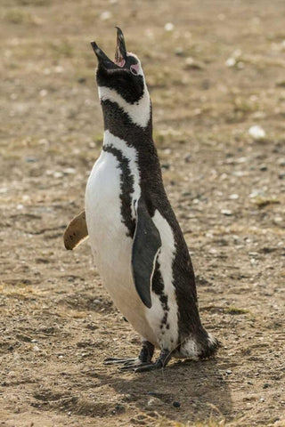 Chile, Isla Magdalena Magellanic penguin White Modern Wood Framed Art Print with Double Matting by Illg, Cathy and Gordon