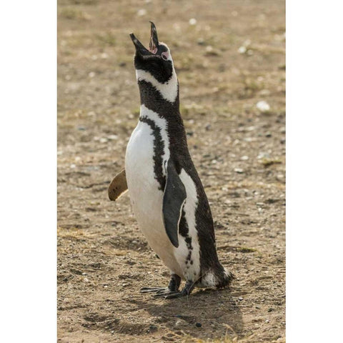 Chile, Isla Magdalena Magellanic penguin White Modern Wood Framed Art Print by Illg, Cathy and Gordon