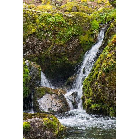 Within Parc Nacional Torres del Paine-there is a tropical rainforest  Black Modern Wood Framed Art Print with Double Matting by Ostrowitz, Mallorie