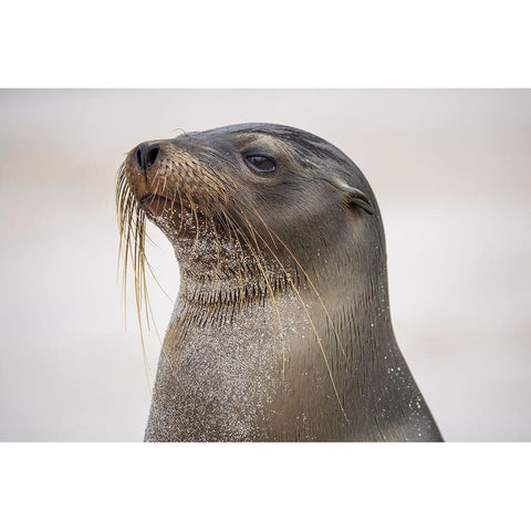 Galapagos sea lion-San Cristobal Island-Galapagos Islands-Ecuador White Modern Wood Framed Art Print by Jones, Adam