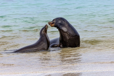 Male and female Galapagos sea lions-San Cristobal Island-Galapagos Islands-Ecuador White Modern Wood Framed Art Print with Double Matting by Jones, Adam
