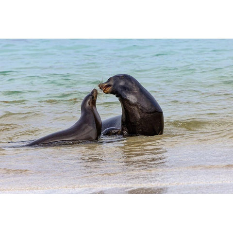 Male and female Galapagos sea lions-San Cristobal Island-Galapagos Islands-Ecuador Black Modern Wood Framed Art Print with Double Matting by Jones, Adam