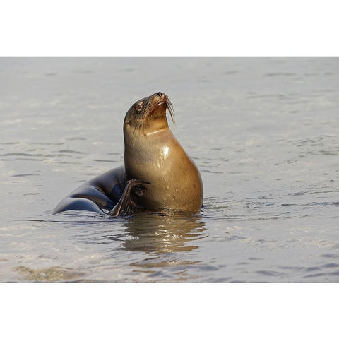 Galapagos sea lion-San Cristobal Island-Galapagos Islands-Ecuador Gold Ornate Wood Framed Art Print with Double Matting by Jones, Adam