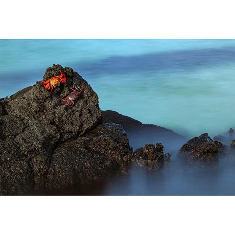 Sally lightfoot crab San Cristobal Island-Galapagos Islands-Ecuador Black Modern Wood Framed Art Print with Double Matting by Jones, Adam