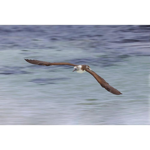 Blue-footed booby diving for fish-San Cristobal Island-Galapagos Islands-Ecuador White Modern Wood Framed Art Print by Jones, Adam