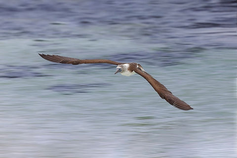 Blue-footed booby diving for fish-San Cristobal Island-Galapagos Islands-Ecuador Black Ornate Wood Framed Art Print with Double Matting by Jones, Adam