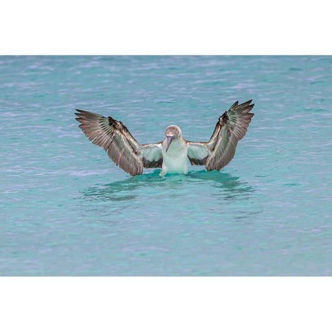 Blue-footed booby diving for fish-San Cristobal Island-Galapagos Islands-Ecuador Black Modern Wood Framed Art Print with Double Matting by Jones, Adam