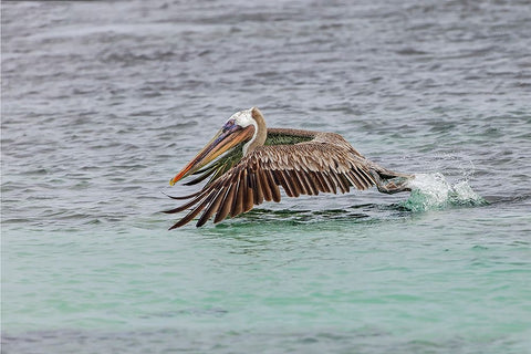 Brown pelican taking off from water-San Cristobal Island-Galapagos Islands-Ecuador White Modern Wood Framed Art Print with Double Matting by Jones, Adam