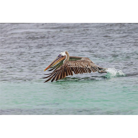 Brown pelican taking off from water-San Cristobal Island-Galapagos Islands-Ecuador Gold Ornate Wood Framed Art Print with Double Matting by Jones, Adam