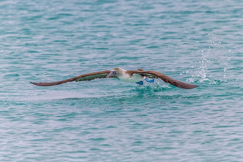 Blue-footed booby diving for fish-San Cristobal Island-Galapagos Islands-Ecuador White Modern Wood Framed Art Print with Double Matting by Jones, Adam