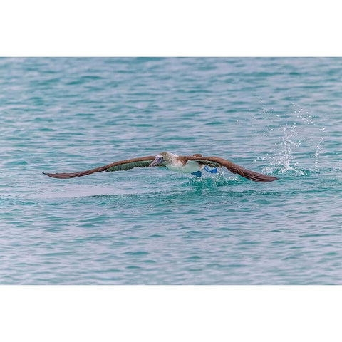 Blue-footed booby diving for fish-San Cristobal Island-Galapagos Islands-Ecuador Black Modern Wood Framed Art Print by Jones, Adam