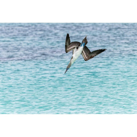 Blue-footed booby diving for fish-San Cristobal Island-Galapagos Islands-Ecuador Black Modern Wood Framed Art Print by Jones, Adam