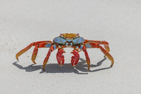 Sally lightfoot crab on white sandy beach San Cristobal Island-Galapagos Islands-Ecuador Black Ornate Wood Framed Art Print with Double Matting by Jones, Adam
