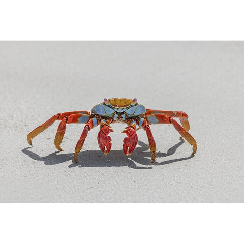 Sally lightfoot crab on white sandy beach San Cristobal Island-Galapagos Islands-Ecuador Gold Ornate Wood Framed Art Print with Double Matting by Jones, Adam