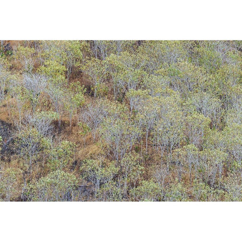 Hillside of palo Santo trees San Cristobal Island-Galapagos Islands-Ecuador Black Modern Wood Framed Art Print with Double Matting by Jones, Adam