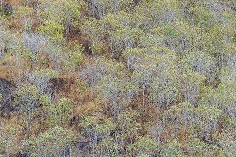 Hillside of palo Santo trees San Cristobal Island-Galapagos Islands-Ecuador White Modern Wood Framed Art Print with Double Matting by Jones, Adam