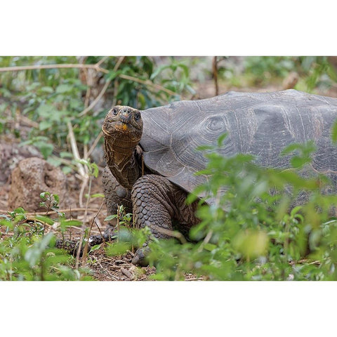 San Cristobal giant tortoise-San Cristobal Island-Galapagos Islands-Ecuador Gold Ornate Wood Framed Art Print with Double Matting by Jones, Adam