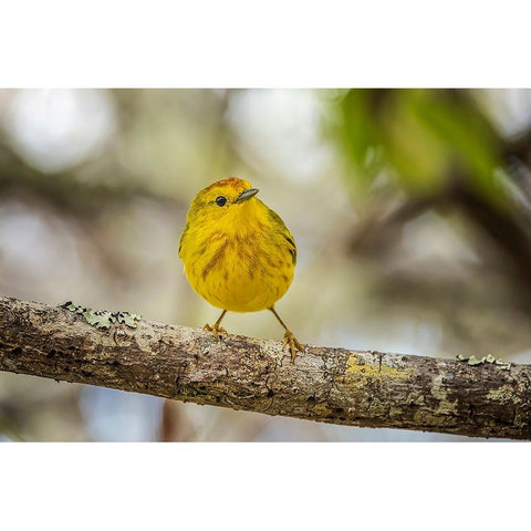 Yellow warbler San Cristobal Island-Galapagos Islands-Ecuador White Modern Wood Framed Art Print by Jones, Adam