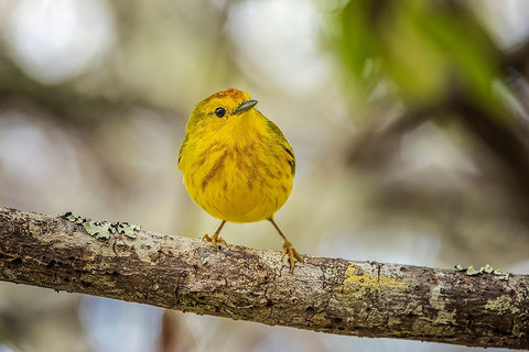 Yellow warbler San Cristobal Island-Galapagos Islands-Ecuador White Modern Wood Framed Art Print with Double Matting by Jones, Adam
