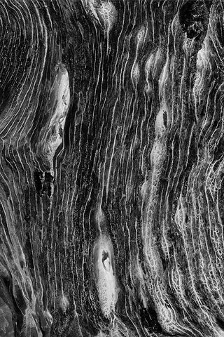 Pattern in dead tree-San Cristobal Island-Galapagos Islands-Ecuador White Modern Wood Framed Art Print with Double Matting by Jones, Adam