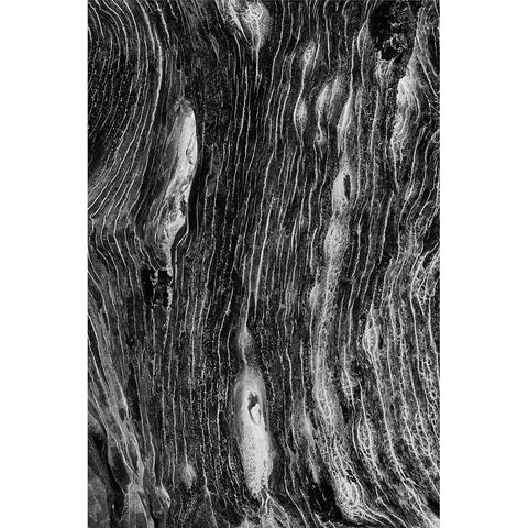Pattern in dead tree-San Cristobal Island-Galapagos Islands-Ecuador Gold Ornate Wood Framed Art Print with Double Matting by Jones, Adam