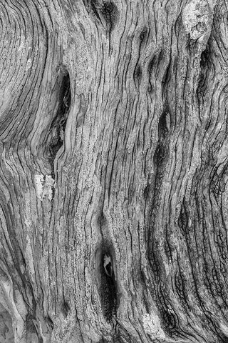 Pattern in dead tree-San Cristobal Island-Galapagos Islands-Ecuador White Modern Wood Framed Art Print with Double Matting by Jones, Adam