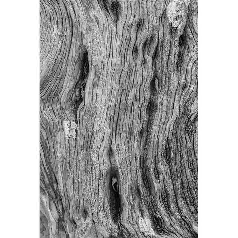 Pattern in dead tree-San Cristobal Island-Galapagos Islands-Ecuador Black Modern Wood Framed Art Print by Jones, Adam