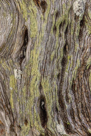 Pattern in dead tree-San Cristobal Island-Galapagos Islands-Ecuador White Modern Wood Framed Art Print with Double Matting by Jones, Adam