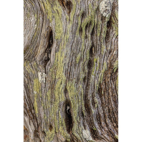 Pattern in dead tree-San Cristobal Island-Galapagos Islands-Ecuador Black Modern Wood Framed Art Print by Jones, Adam