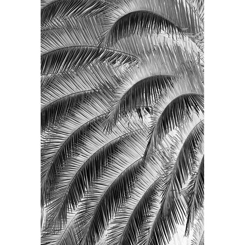 Black and White Pattern in branches of palm tree-Quito-Ecuador Black Modern Wood Framed Art Print with Double Matting by Jones, Adam