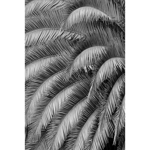 Black and White Pattern in branches of palm tree-Quito-Ecuador Black Modern Wood Framed Art Print with Double Matting by Jones, Adam
