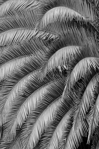 Black and White Pattern in branches of palm tree-Quito-Ecuador White Modern Wood Framed Art Print with Double Matting by Jones, Adam