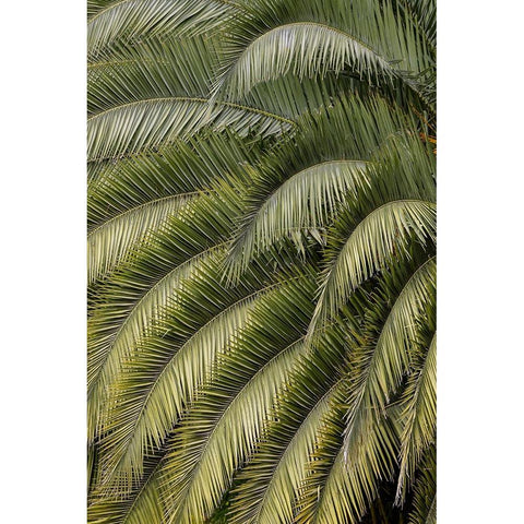 Pattern in branches of palm tree-Quito-Ecuador Black Modern Wood Framed Art Print by Jones, Adam