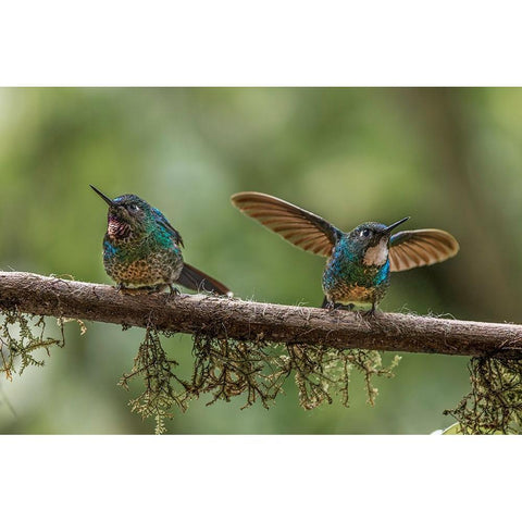 Pair of Green-crowned brilliant-Ecuador Black Modern Wood Framed Art Print by Jones, Adam