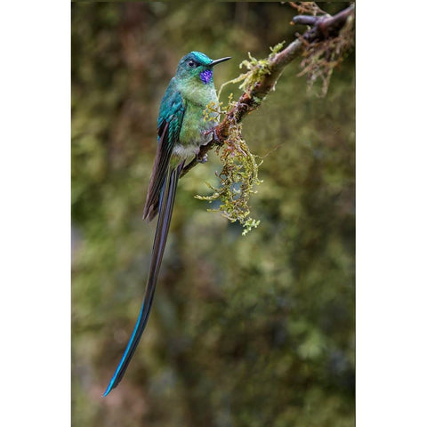Long-tailed sylph-Ecuador Gold Ornate Wood Framed Art Print with Double Matting by Jones, Adam