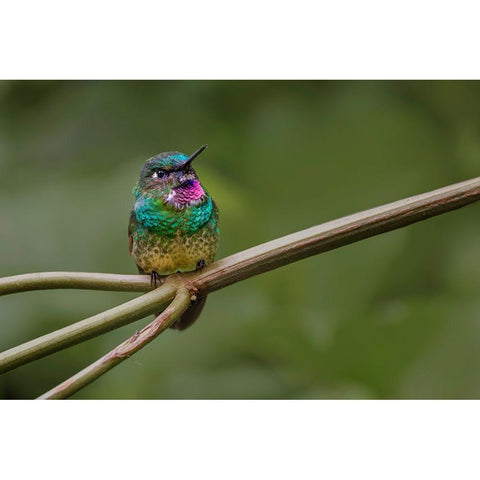 Amethyst-throated Sunangel Ecuador Black Modern Wood Framed Art Print by Jones, Adam