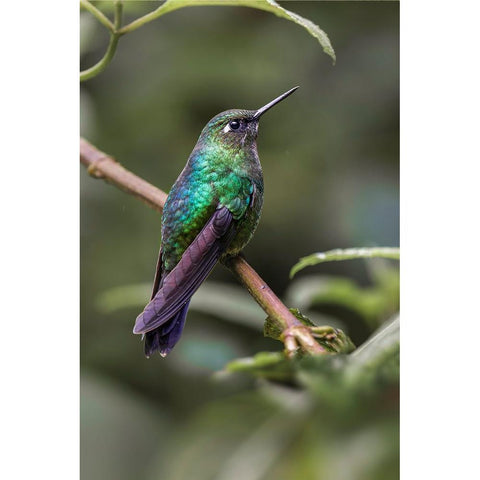 Green-crowned brilliant-Ecuador Black Modern Wood Framed Art Print by Jones, Adam