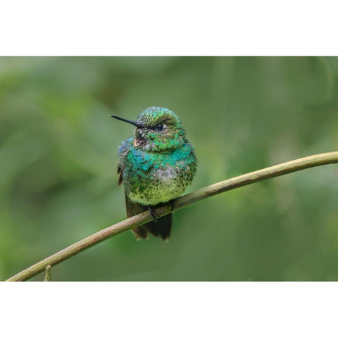 Green-crowned brilliant-Ecuador Black Modern Wood Framed Art Print with Double Matting by Jones, Adam