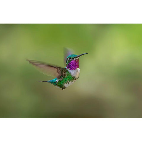 White-bellied woodstar flying-Ecuador Black Modern Wood Framed Art Print by Jones, Adam