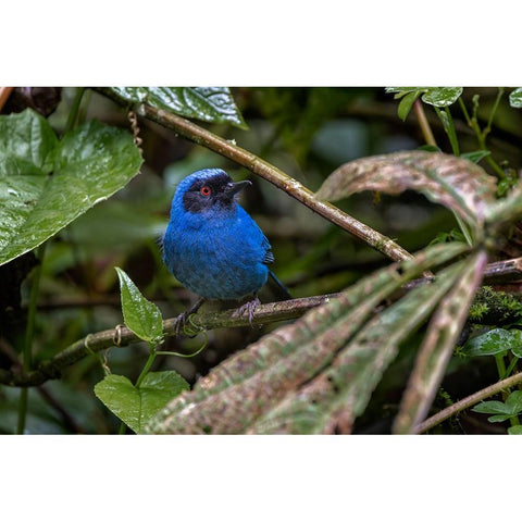 Masked flowerpiercer-Ecuador Black Modern Wood Framed Art Print by Jones, Adam